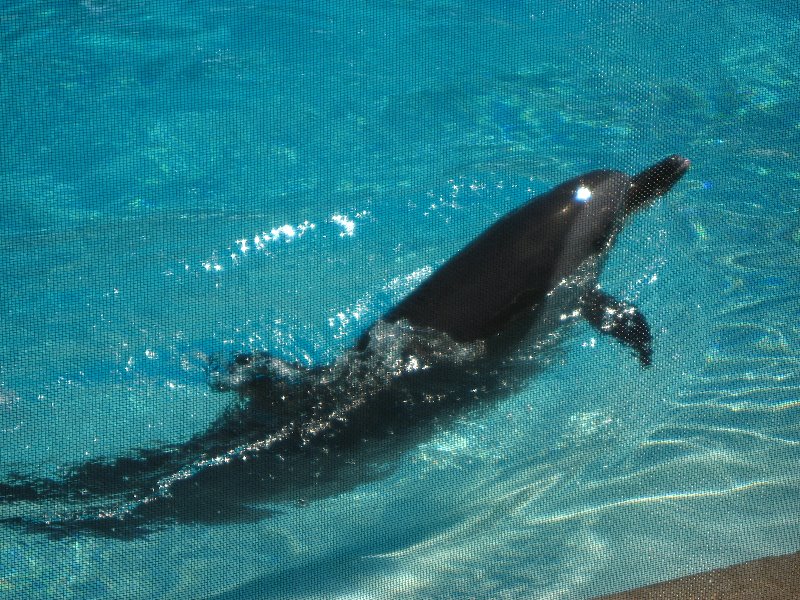 Mote-Marine-Aquarium-Sarasota-FL-085