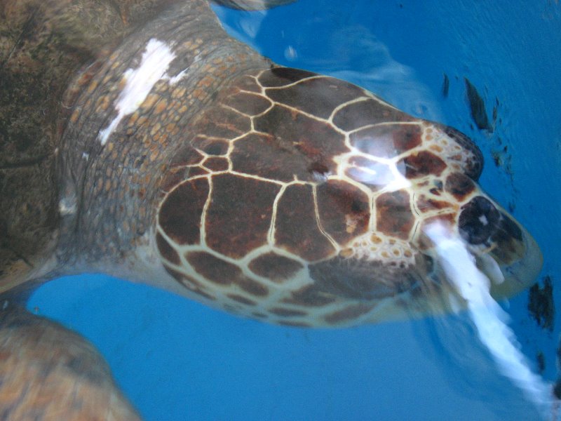 Mote-Marine-Aquarium-Sarasota-FL-087