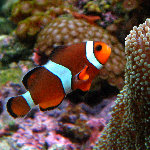 Mote Marine Aquarium - Sarasota, FL