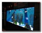 Mote-Marine-Aquarium-Sarasota-FL-006