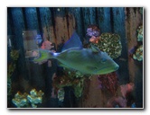 Mote-Marine-Aquarium-Sarasota-FL-011