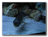 Mote-Marine-Aquarium-Sarasota-FL-018