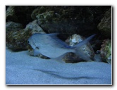 Mote-Marine-Aquarium-Sarasota-FL-019