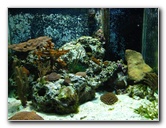 Mote-Marine-Aquarium-Sarasota-FL-023