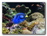 Mote-Marine-Aquarium-Sarasota-FL-024