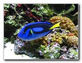 Mote-Marine-Aquarium-Sarasota-FL-025
