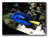 Mote-Marine-Aquarium-Sarasota-FL-026