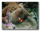 Mote-Marine-Aquarium-Sarasota-FL-027