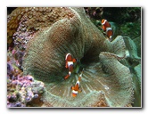 Mote-Marine-Aquarium-Sarasota-FL-028