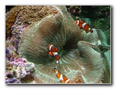 Mote-Marine-Aquarium-Sarasota-FL-029