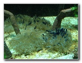 Mote-Marine-Aquarium-Sarasota-FL-031