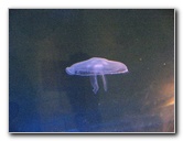 Mote-Marine-Aquarium-Sarasota-FL-032