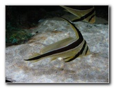 Mote-Marine-Aquarium-Sarasota-FL-037