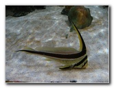 Mote-Marine-Aquarium-Sarasota-FL-039