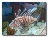 Mote-Marine-Aquarium-Sarasota-FL-043