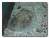 Mote-Marine-Aquarium-Sarasota-FL-045