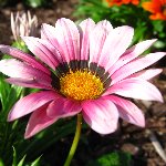 Mounts Botanical Garden Pictures