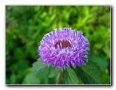 Mounts-Botanical-Garden-036