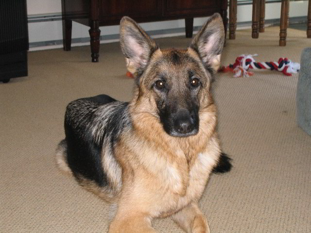 New-York-Thanksgiving-16