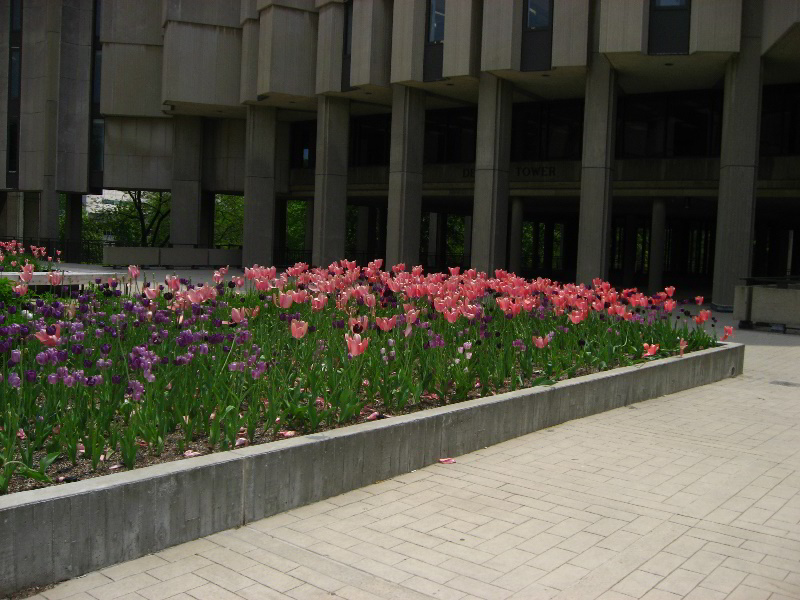 Northwestern-University-Evanston-Campus-Tour-0011