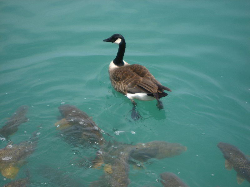 Northwestern-University-Evanston-Campus-Tour-0024