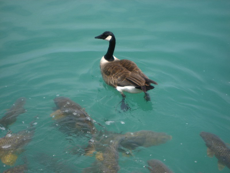 Northwestern-University-Evanston-Campus-Tour-0024