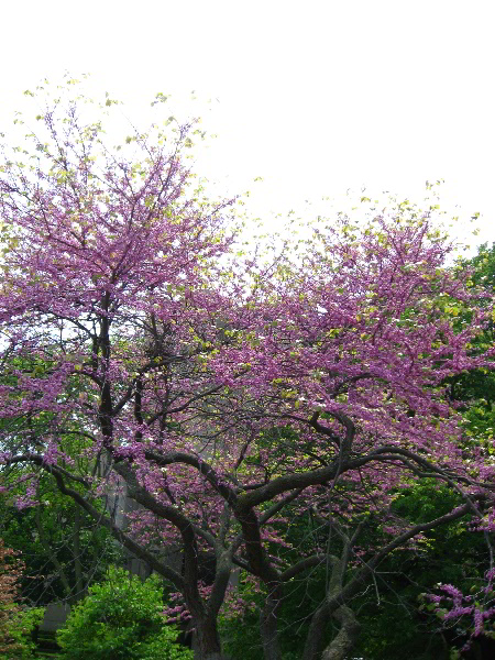 Northwestern-University-Evanston-Campus-Tour-0031