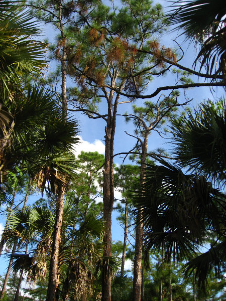 Okeeheelee-Park-West-Palm-Beach-FL-033