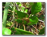 Okeeheelee-Park-West-Palm-Beach-FL-022
