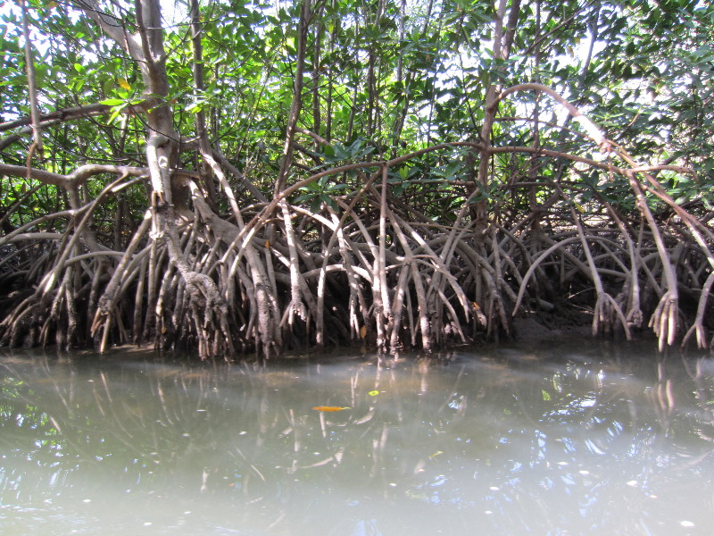 Oleta-River-State-Park-Blue-Moon-Kayaking-North-Miami-Beach-FL-002