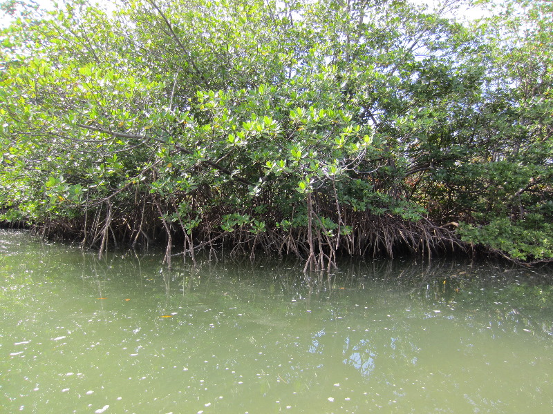 Oleta-River-State-Park-Blue-Moon-Kayaking-North-Miami-Beach-FL-006