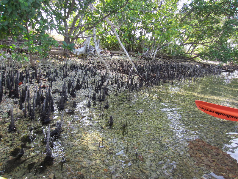 Oleta-River-State-Park-Blue-Moon-Kayaking-North-Miami-Beach-FL-023