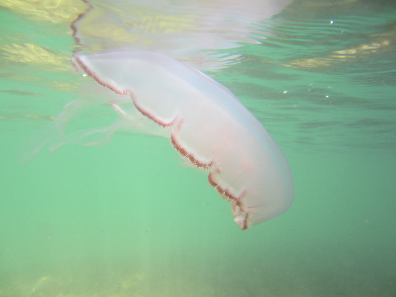 Oleta-River-State-Park-Blue-Moon-Kayaking-North-Miami-Beach-FL-026