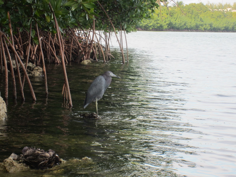 Oleta-River-State-Park-Blue-Moon-Kayaking-North-Miami-Beach-FL-031