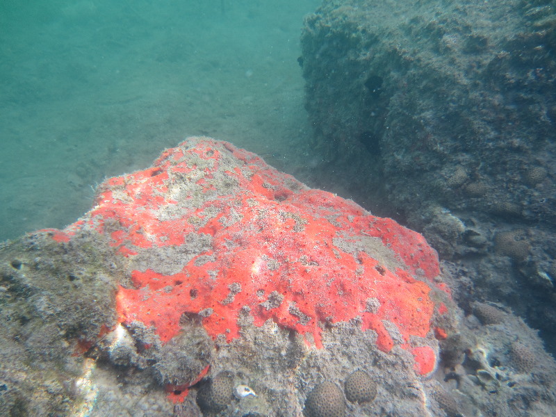 Oleta-River-State-Park-Blue-Moon-Kayaking-North-Miami-Beach-FL-034