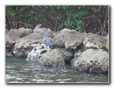 Oleta-River-State-Park-Blue-Moon-Kayaking-North-Miami-Beach-FL-013