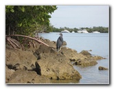 Oleta-River-State-Park-Blue-Moon-Kayaking-North-Miami-Beach-FL-036