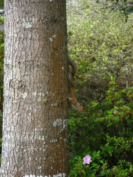 Baby-Squirrel-Care-003