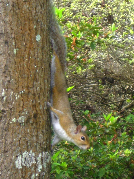 Baby-Squirrel-Care-004