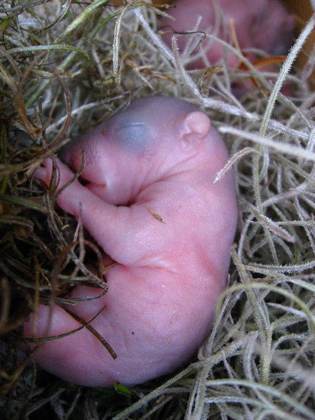 Baby-Squirrel-Care-008