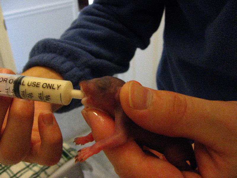 Baby-Squirrel-Care-023