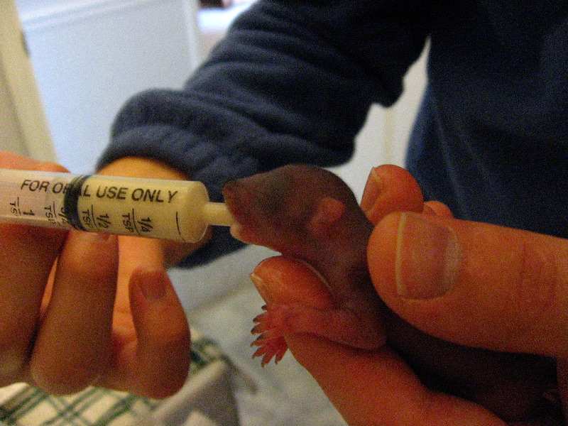 Baby-Squirrel-Care-024