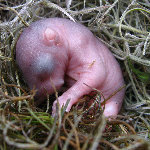 Orphan Baby Squirrels Care