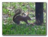 Baby-Squirrel-Care-012