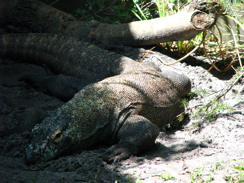 Palm-Beach-Zoo-At-Dreher-Park-006