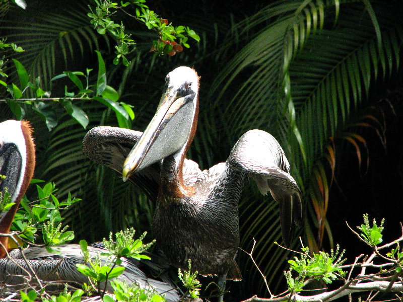 Palm-Beach-Zoo-At-Dreher-Park-024