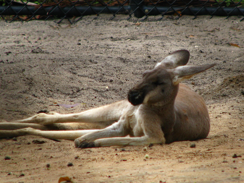 Palm-Beach-Zoo-At-Dreher-Park-043