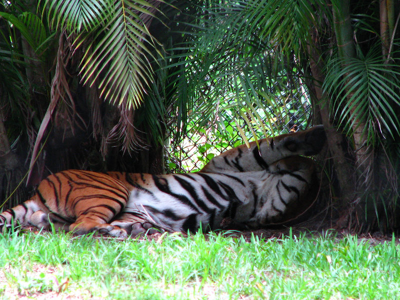 Palm-Beach-Zoo-At-Dreher-Park-049