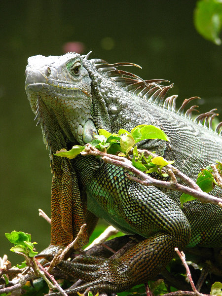 Palm-Beach-Zoo-At-Dreher-Park-060