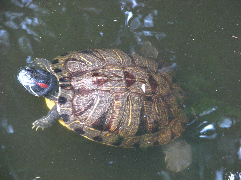 Palm-Beach-Zoo-At-Dreher-Park-065